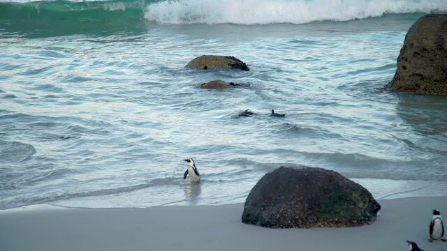 African penguin ( Spheniscus demersus) also known as the jackass penguin and black-footed penguin. South Africa