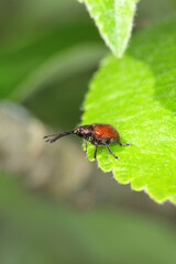 Peach weevil (Rhynchites bacchus) on the apple leaf. This insect is a common pest in orchards.