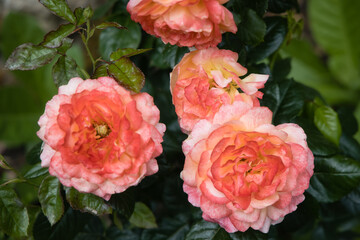 Floribundarose Samaritan - Harkness 1991