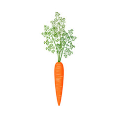 Orange carrots with green tops. Vector stock flat illustration isolated on a white background.
