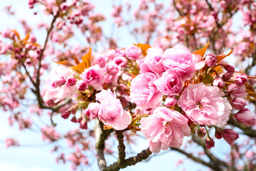 Closeup of the cherry blossom (Sakura) on a Japanese Cherry tree (Prunus serrulata). In Japanese culture, the spring blossom is celebrated under the name of Hanami. Taken in Berlin, Germany. 