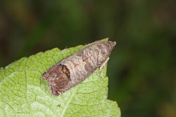Fototapeta premium The codling moth (Cydia pomonella) is a member of the Lepidopteran family Tortricidae. It is major pests to agricultural crops, mainly fruits such as apples and pears in orchard and gardens.