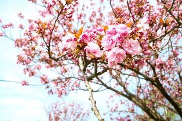Obraz premium Closeup of the cherry blossom (Sakura) on a Japanese Cherry tree (Prunus serrulata). In Japanese culture, the spring blossom is celebrated under the name of Hanami. Taken in Berlin, Germany. 