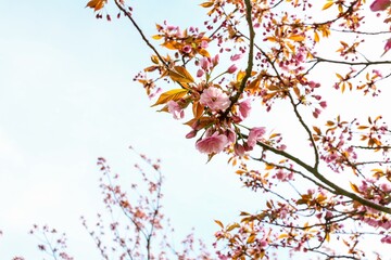 Delicate branches against blue sky during cherry blossom on a Japanese Cherry tree (Prunus serrulata). In Japanese culture, the spring blossom is celebrated under the name of Hanami. 