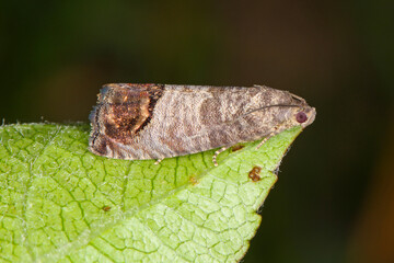 The codling moth (Cydia pomonella) is a member of the Lepidopteran family Tortricidae. It is major...