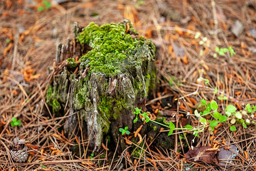 moss on a stump