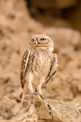 little owl portrait 