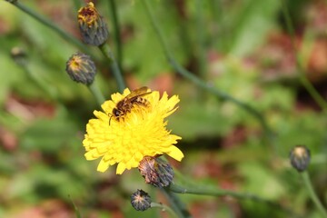 Biene sitzt auf gelber Blüte