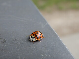 ladybird on a stone