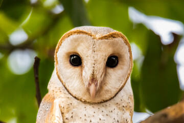 barn owl portrait 