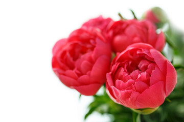 Red Peony buds isolated on white background. Close up shot