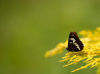 Beautiful Lorquins Admiral butterfly in summertime
