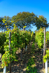 Grape vines (Vitis vinifera) of the Riesling variety on Lohrberg hill, a public park and vineyard of the Rheingau terroir in the Seckbach district of Frankfurt am Main, Hesse, Germany. 