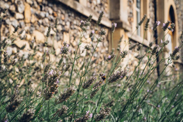 lavender bush by a wall