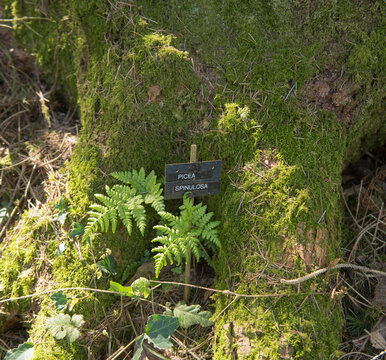 Botanical Identification Label for a Piecea spinulosa Tree (Sikkim Spruce Tree) next to a Mossy Trunk in a Woodland Garden in Rural Devon, England, UK