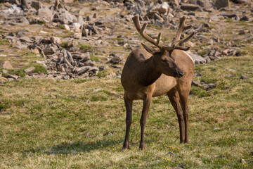 Rocky Mountain bull elk with a velvety rack in Rocky Mountain National Park in Colorado in summer
