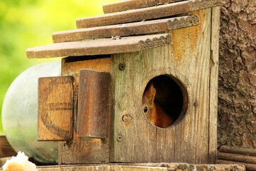 Sciurus. Rodent. A squirrel peeks out of a birdhouse. Beautiful red squirrel looking at the camera