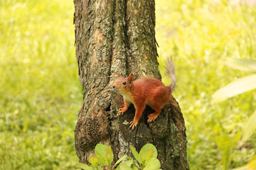Sciurus. Rodent. The squirrel sits on a tree. Beautiful red squirrel in the park
