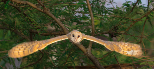 flying shot of barn owl 
