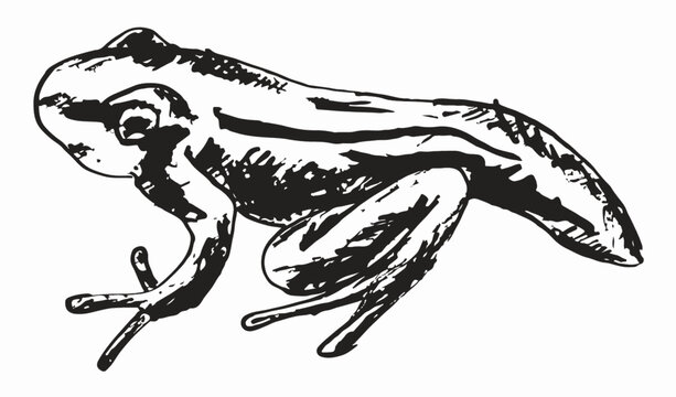 Frosch mit Schwanz, Illustration