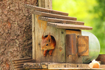 Sciurus. Rodent. A squirrel peeks out of a birdhouse. Beautiful red squirrel in the park