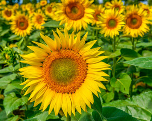 Obraz premium The main sunflower in a field of sunflowers