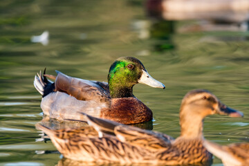Fototapeta premium mallard duck in water 