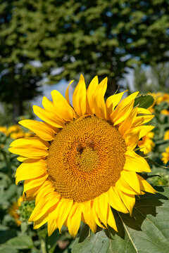 A closeup pic of a big sunflower with bees on it