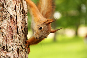 Sciurus. Rodent. The squirrel sits on a tree. Beautiful red squirrel in the park