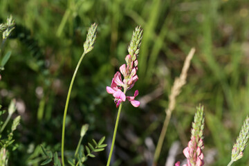 Wildflowers on a blurred green meadow background