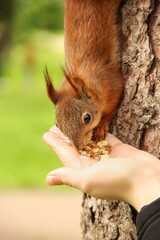Sciurus. Rodent. The squirrel eats nuts from a hand. Beautiful red squirrel in the park