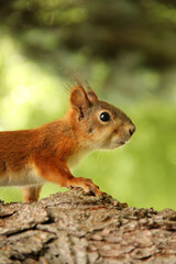 Sciurus. Rodent. The squirrel sits on a tree. Beautiful red squirrel in the park