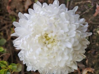 white flowers