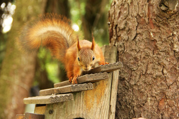 Sciurus. Rodent. Squirrel on the birdhouse. Beautiful red squirrel on a tree