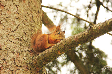 Sciurus. Rodent. The squirrel sits on a tree and eats. Beautiful red squirrel in the park