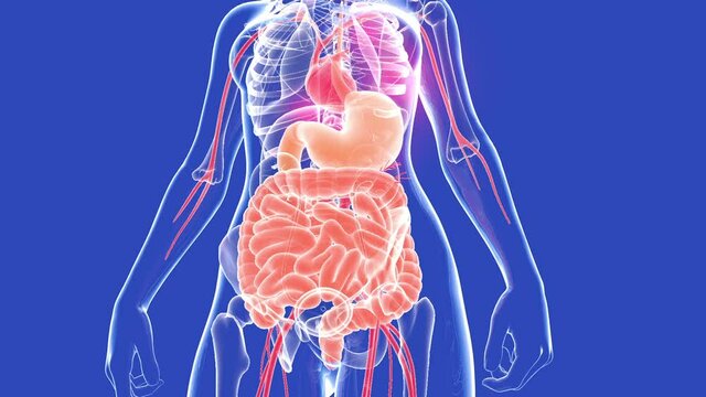 Anatomical 3d animation of a woman's human body. View from below and from the front. Showing the transparent internal organs and bones, highlighting the intestine and stomach.
