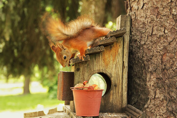 Sciurus. Rodent. Squirrel on the birdhouse. Beautiful red squirrel on a tree