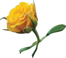 beautiful yellow rose, half-opened bud with green leaves and stem on a white background. 3D illustration