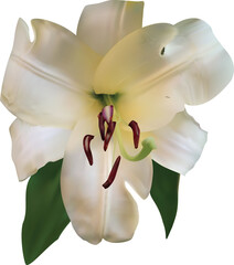 Fototapeta na wymiar blooming white lily flower on white background