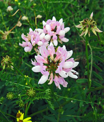 Spring. Wildflowers.Composition 5.