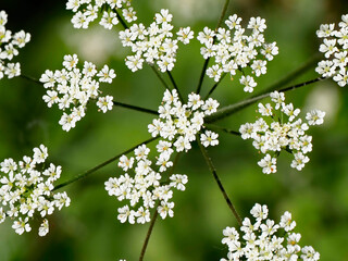white flower close up