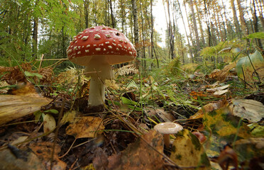 Red mushroom fly agaric in the autumn forest