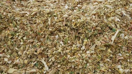 Closeup sectional view of fresh finely chopped maize plants and cracked maize kernels in a silage...