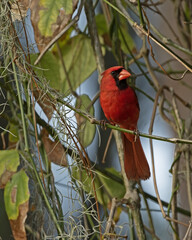 Portrait of a male Northern Cardinal