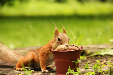 Squirrel and a bucket of nuts. Sciurus. Rodent. Beautiful red squirrel in the park