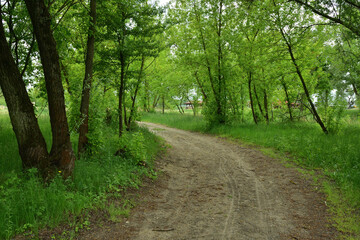 Fototapeta na wymiar Leśna droga skręcająca w lewo wśród zielonych drzew.