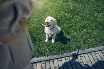 Calm dog listening attentively to a human