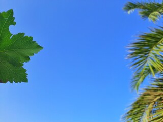 leafs of tree in arid weather in Algeria desert