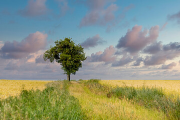 Fototapeta na wymiar lonely tree in the field on cloudy sky