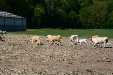 Obraz premium Vache